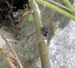 Phidippus audax