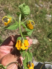 Rhynchocorys orientalis