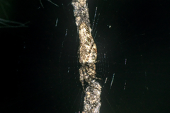 Cyclosa caroli