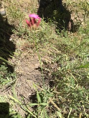 Dianthus calocephalus