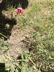 Dianthus calocephalus