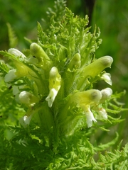 Pedicularis condensata