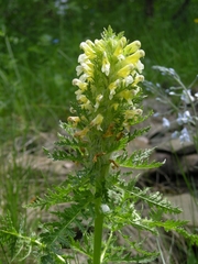 Pedicularis condensata