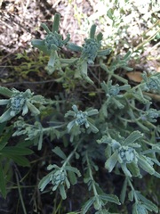 Teucrium polium