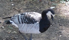 Branta leucopsis