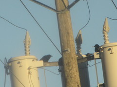 Corvus brachyrhynchos caurinus
