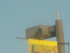 Corvus brachyrhynchos caurinus