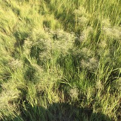 Limonium carolinianum