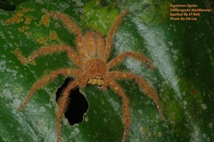 Heteropoda davidbowie