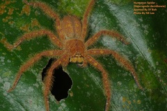 Heteropoda davidbowie