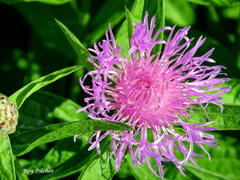 Centaurea