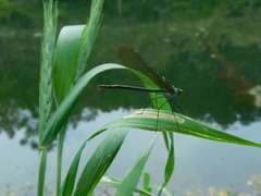 Calopteryx angustipennis