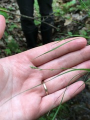 Carex trisperma