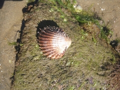 Acanthocardia aculeata