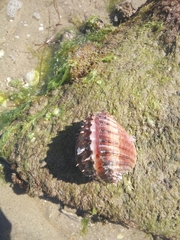 Acanthocardia aculeata