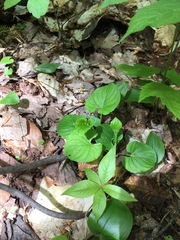 Viola macloskeyi