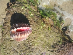 Acanthocardia aculeata