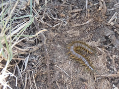 Scolopendra viridis maya