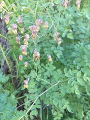 Thalictrum minus