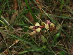 Caladenia tessellata