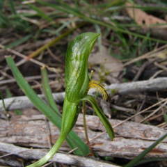 Pterostylis tasmanica