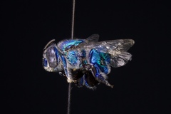 Euglossa