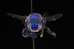 Euglossa