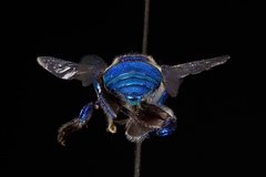 Euglossa