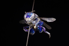 Euglossa
