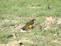 Myiozetetes cayanensis