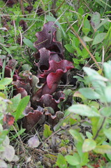 Sarracenia purpurea venosa