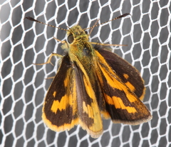 Ocybadistes walkeri sothis