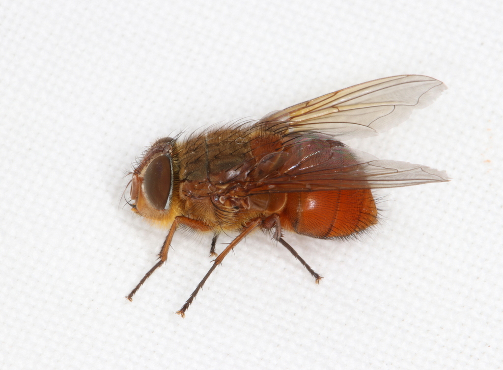 Calliphora ochracea