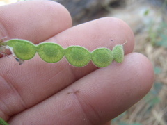 Desmodium grahamii