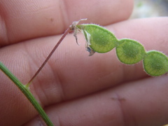 Desmodium grahamii