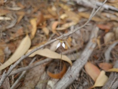 Eriochilus collinus