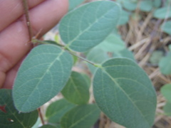 Desmodium grahamii