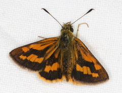 Ocybadistes walkeri sothis