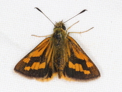 Ocybadistes walkeri sothis