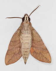 Nephele subvaria