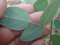 Desmodium grahamii