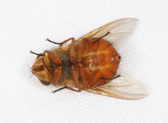 Calliphora ochracea