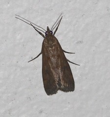 Achyra affinitalis