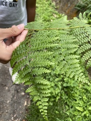 Dennstaedtia scandens