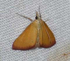 Xanthostege roseiterminalis