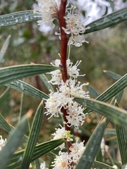 Hakea repullulans