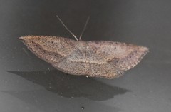 Taxeotis perlinearia