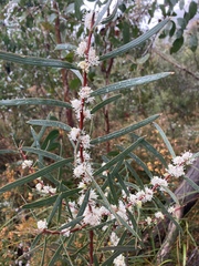 Hakea repullulans