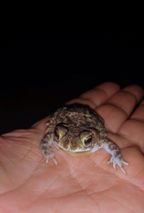 Rhinella humboldti