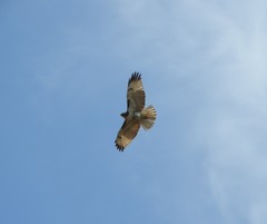 Buteo jamaicensis